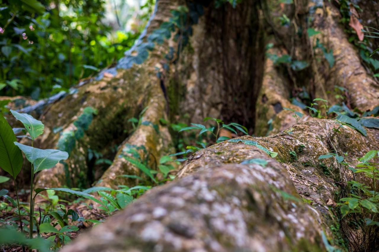 Namuwoki Lodge Puerto Viejo de Talamanca Екстериор снимка
